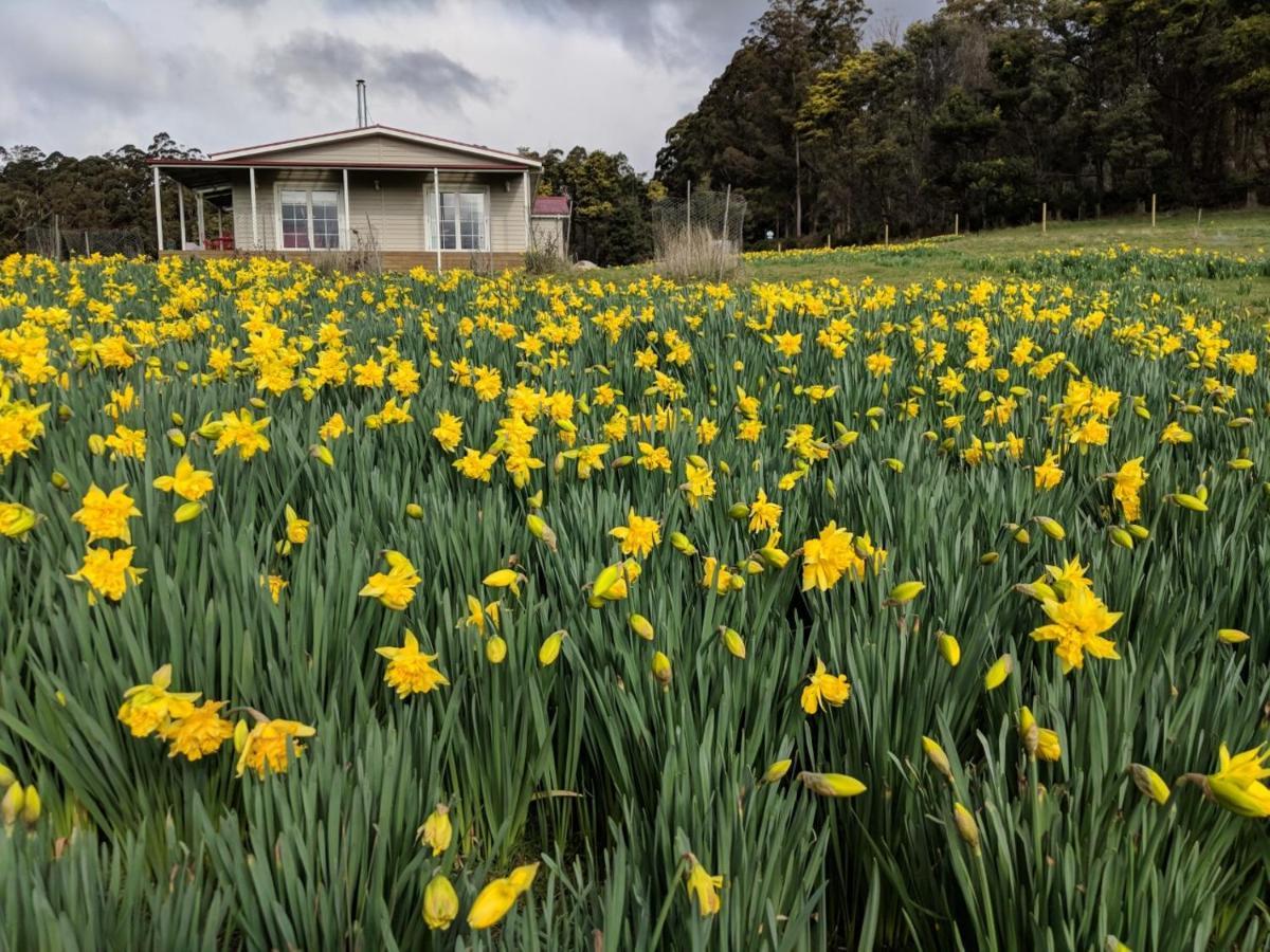 Mountain Blue Guest House Deloraine Exterior foto