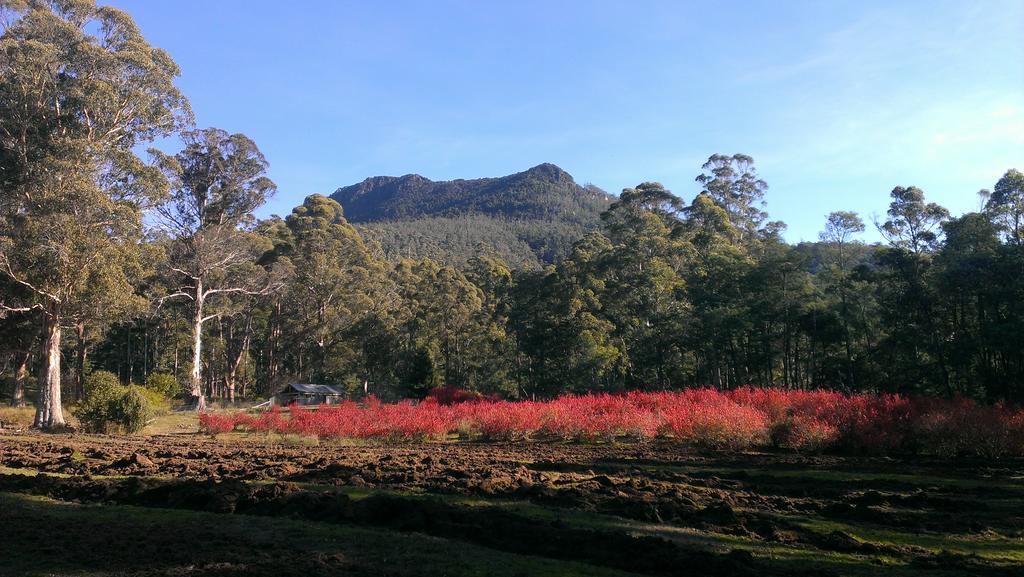 Mountain Blue Guest House Deloraine Exterior foto